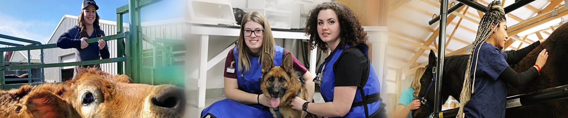 vet students caring for calves, dogs, and horses