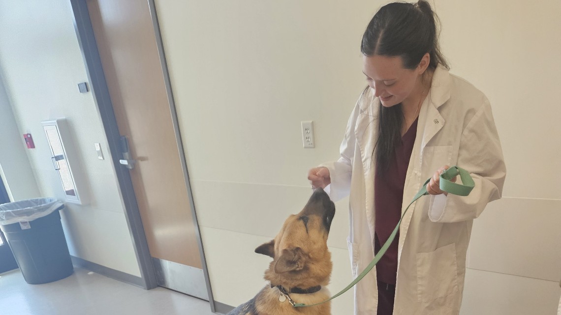 German Shepherd training 