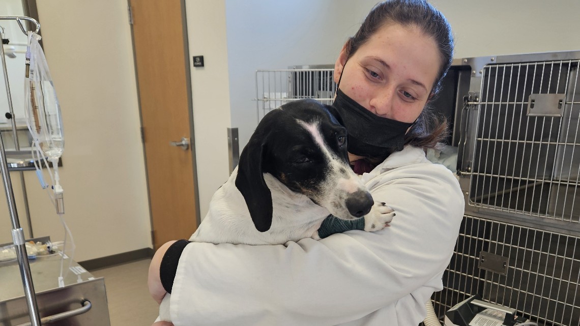 black and white doge being help after a dental examination