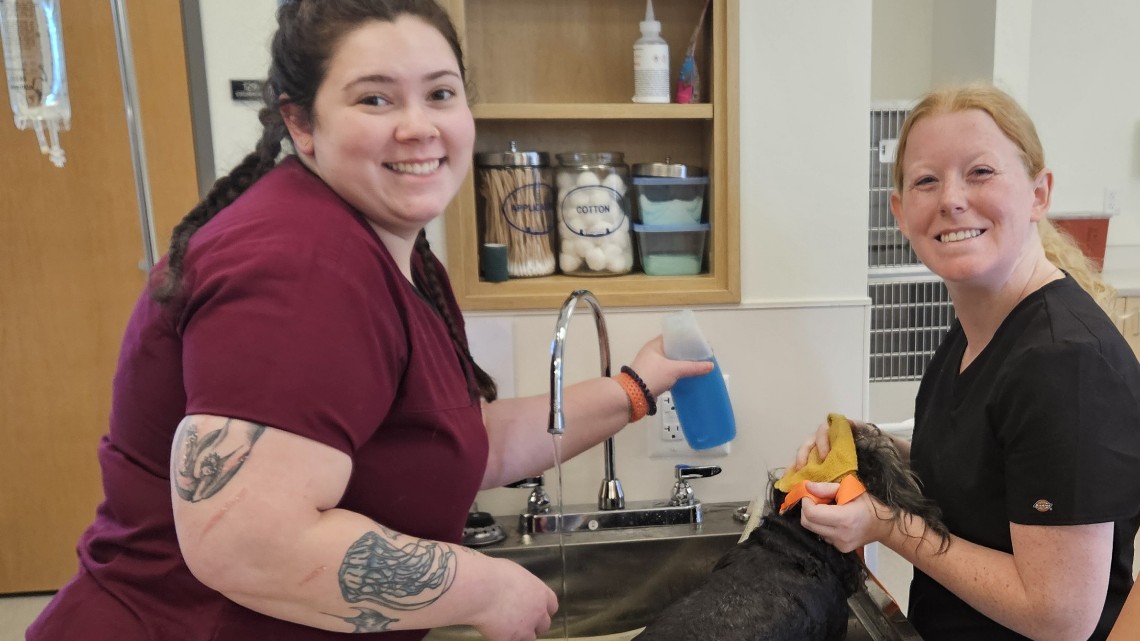 two people washing a dog in a large sink