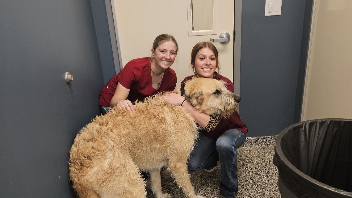 A large dog with curly hair after a bath