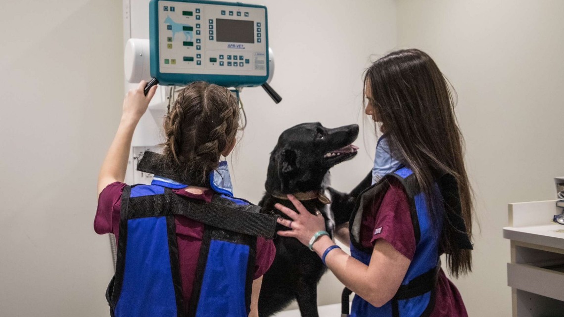 a black lab standing on a scale