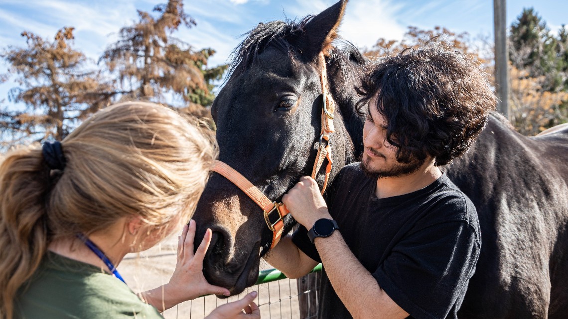 two people working with a black horse wearing an orange halter