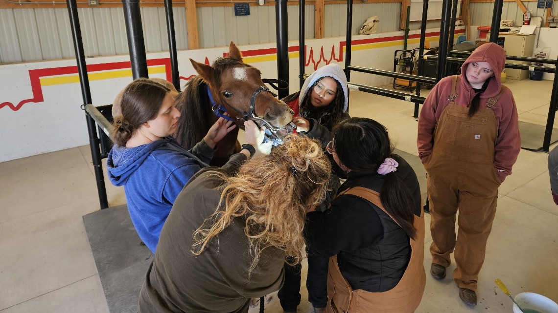 students stand around a horse in a chute getting it's mouth examined